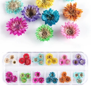 1 Kutu Preslenmiş Kurutulmuş Ammi Majus Çiçek Kuru Bitkiler Kolye Takı Yapımı El Sanatları DIY Aksesuarları yapay çiçek Süslemeleri