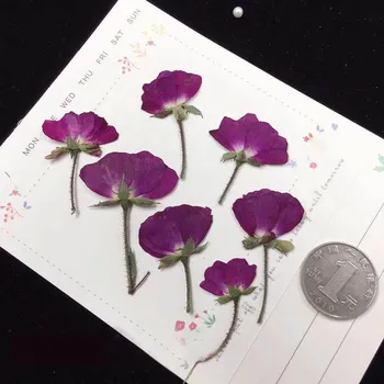 30 adet Yan Preslenmiş Kurutulmuş Mor Gül Çiçek Bitki Herbaryum Takı Kartpostal Davetiye Kartı telefon kılıfı İmi DIY