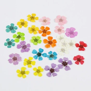 20 adet Preslenmiş Kurutulmuş Sorbaria sorbifolia Çiçek Epoksi Reçine Takı Yapımı Makyaj Yüz Nail Art Craft DIY Aksesuarları
