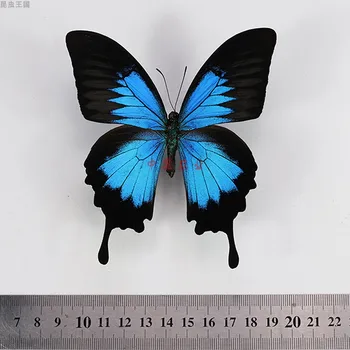 Papılıo Ulysses kelebek ve böcek numune dekorasyon fotoğraf çerçevesi ev zanaat dekorasyon hatıra hediye resim çerçevesi