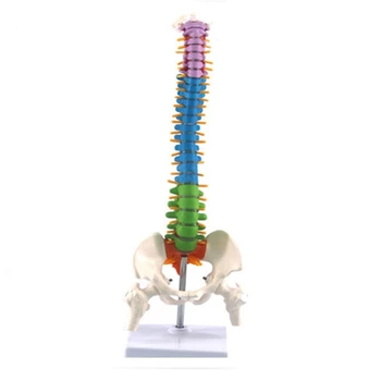 45Cm Pelvik İnsan Anatomisi Anatomisi Omurga Tıbbi omurga Modeli Öğretim Kaynakları Tıp Öğrencileri için