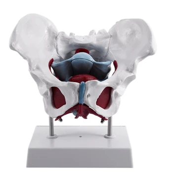 Kadın Pelvis ve Üreme Organları Modeli Kadın Mesane Pelvik Taban Kas Rehabilitasyon Anatomik Modeli