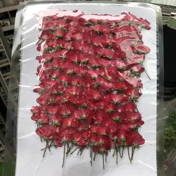 500 adet Kurutulmuş Yan Preslenmiş Kırmızı Çin Gül Çiçek Bitki Herbaryum Takı Imi Kartpostal telefon kılıfı Davetiye Kartı DIY